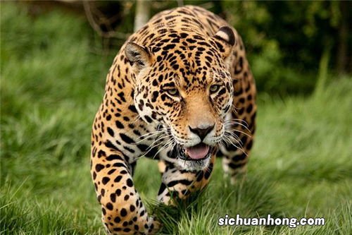 梦见豹子是什么预兆