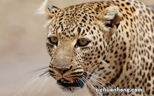 梦见豹子是什么预兆