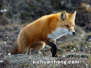 梦见狐狸是什么预兆