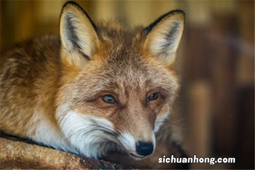 梦见狐狸是什么预兆