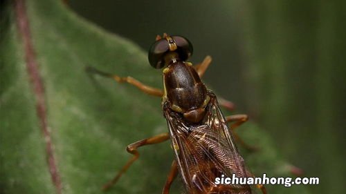 孕妇梦见抓虱子并掐死什么意思