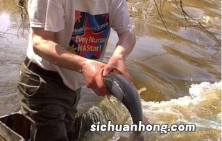 孕妇梦见抓虱子并掐死什么意思