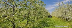 苹果盆栽种植方法大全 苹果盆栽种植方法