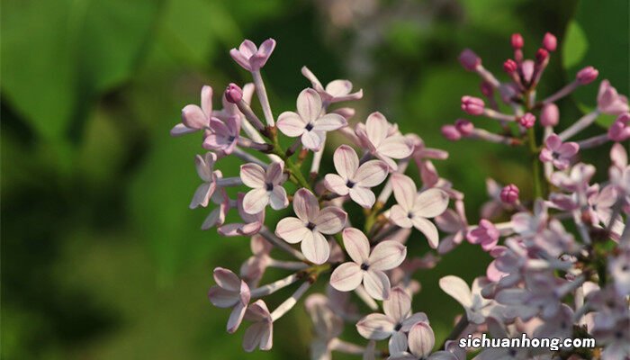 丁香花花语寓意 丁香花花语