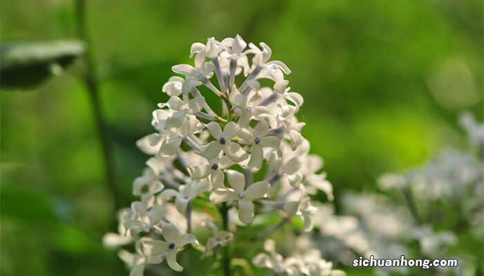 丁香花花语寓意 丁香花花语