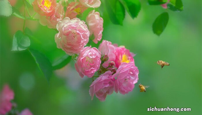 蔷薇花花期是什么时候开的 蔷薇花花期是什么时候