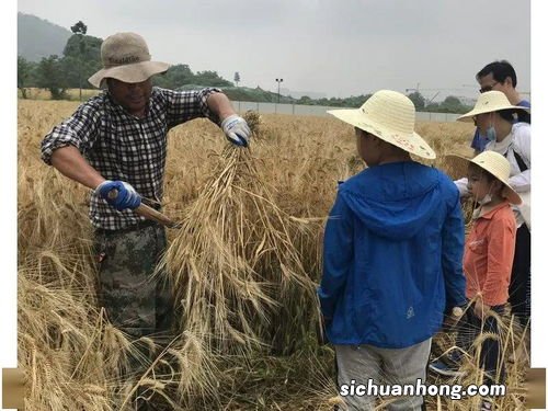 女人梦见收割麦子什么意思