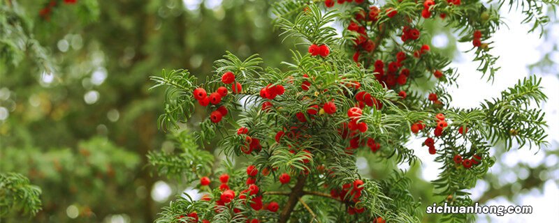 红豆杉的果实能吃吗 红豆杉果子能吃吗