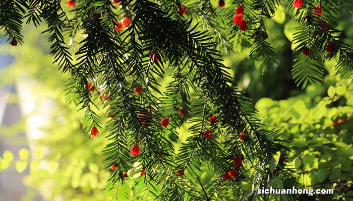 红豆杉的果实能吃吗 红豆杉果子能吃吗