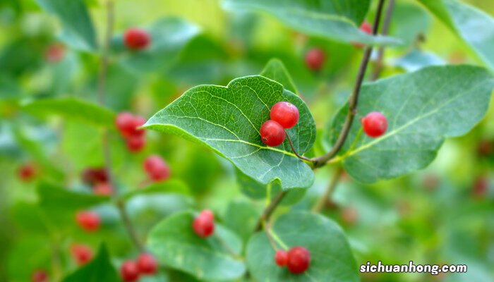 红豆杉的果实能吃吗 红豆杉果子能吃吗