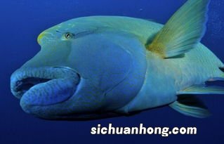 梦见别人给活鱼什么意思