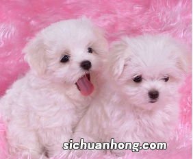 梦里狗咬自己代表什么