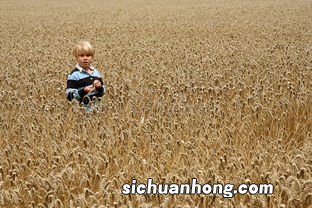 梦见麦子胎梦男孩女孩什么意思