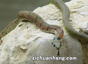 梦到蛇怀孕预示着什么