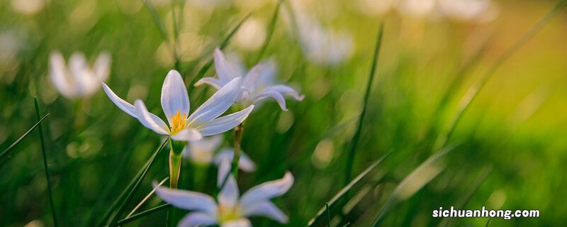 葱兰几月份开花春季和夏季怎么养 葱兰几月份开花