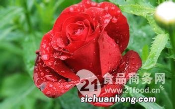 玫瑰粉有什么功效与作用