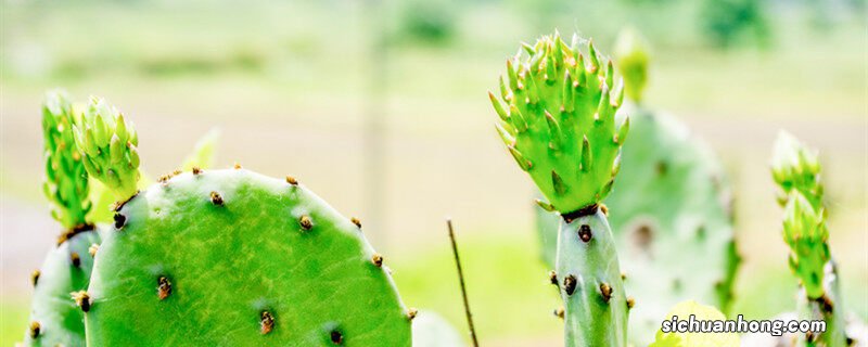 仙人掌多久开花一次? 仙人掌多久开花