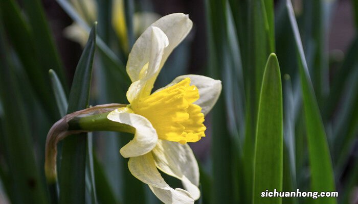 金边建兰有哪些品种 建兰有哪些品种