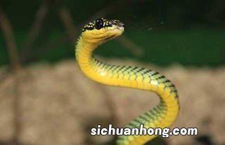 做梦把蛇打死了什么意思