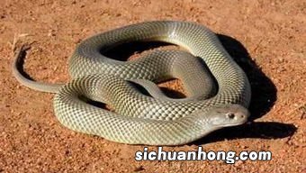 做梦把蛇打死了什么意思