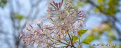 丁香花为什么叫鬼花 紫丁香花花语