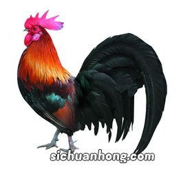 梦到公鸡什么意思