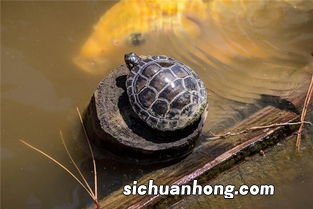 女人同时梦见蛇和乌龟是什么意思