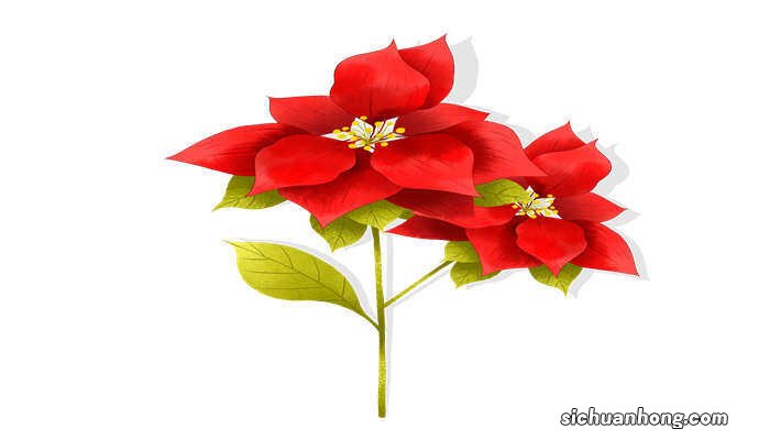 一品红怎么养殖方法繁殖 一品红怎么养殖方法