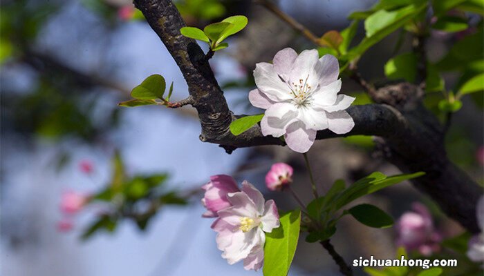 海棠花的花语是什么意思 海棠花的花语是什么