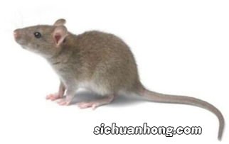 男人梦见打老鼠是什么意思