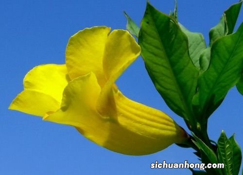 孕妇梦见苹果是什么意思