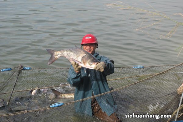 梦见自己捉鱼什么意思