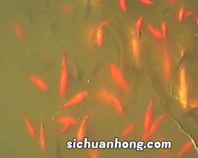 梦到一条大鱼什么意思