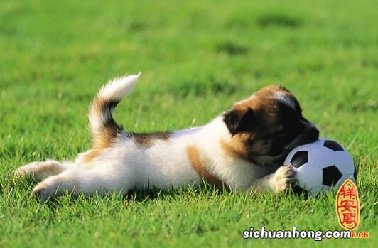 梦见狗会说话什么意思