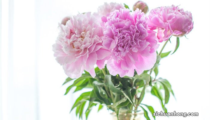 芍药花放家里什么寓意好 芍药花放家里什么寓意