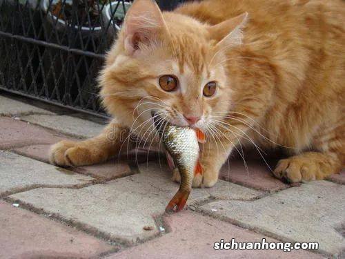 梦见猫吃鱼什么意思