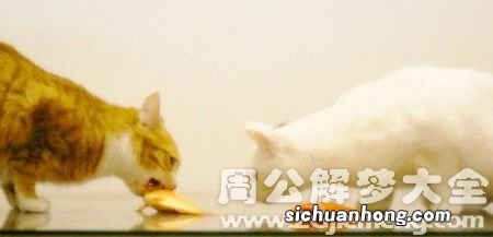 梦见猫吃鱼什么意思