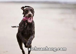 梦见很多狗围着自己什么意思