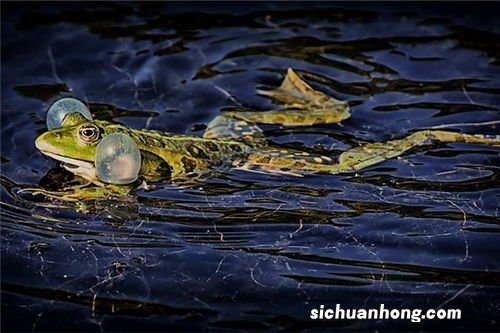 梦见鲤鱼在水里游是什么意思