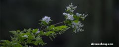 九里香花语和寓意 九里香花语