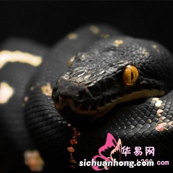 女人梦见一条大蛇