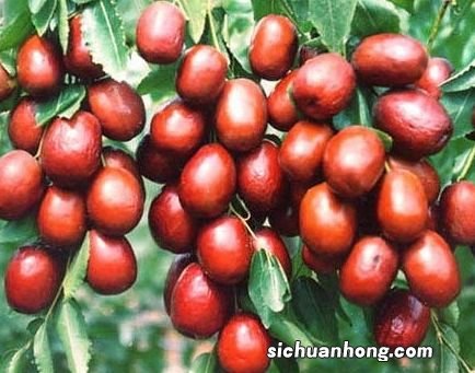 梦见摘枣吃枣