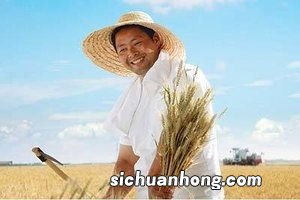 梦见割稻子是什么意思