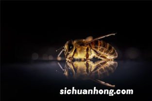 梦见蜜蜂蛰自己