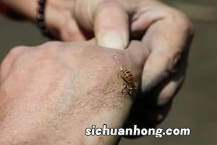 梦见蜜蜂蛰自己