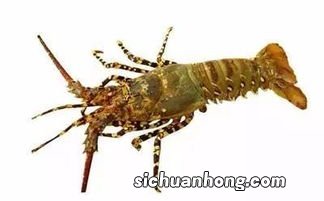 梦到自己在水中抓龙虾是什么意思