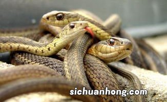 女人梦见蛇有什么预兆