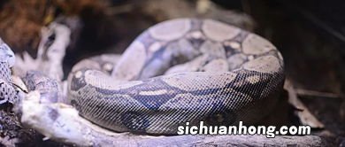 女人梦见蛇有什么预兆