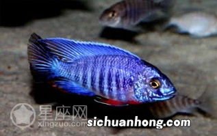 梦见被鱼咬