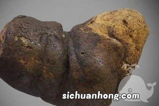 梦见到处都是屎